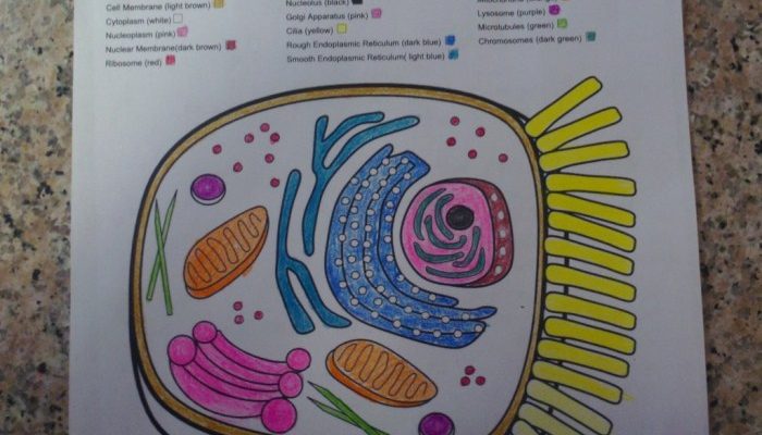 Animal Cell Mitosis Coloring Activity