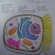 Animal cell mitosis coloring activity