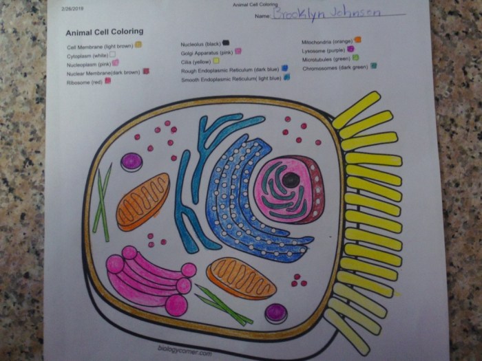 Animal cell mitosis coloring activity