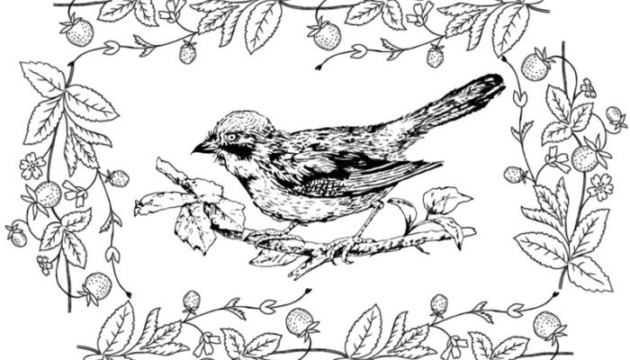 Bird Coloring Book Pages A Creative Guide