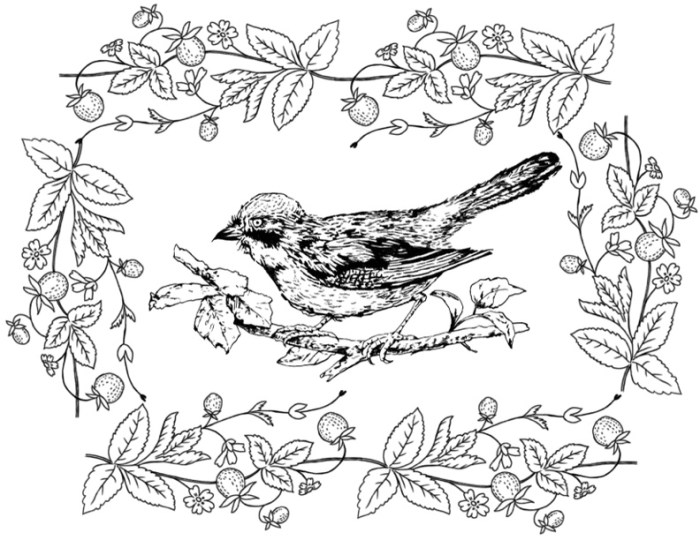 Bird coloring book pages