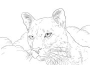 Florida panther animal coloring page