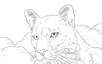 Florida panther animal coloring page