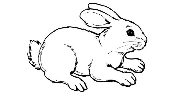 Animal Coloring Pages to Print for Free