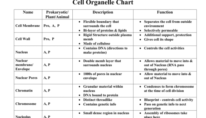 Animal Cell Coloring Organelle Function PDF