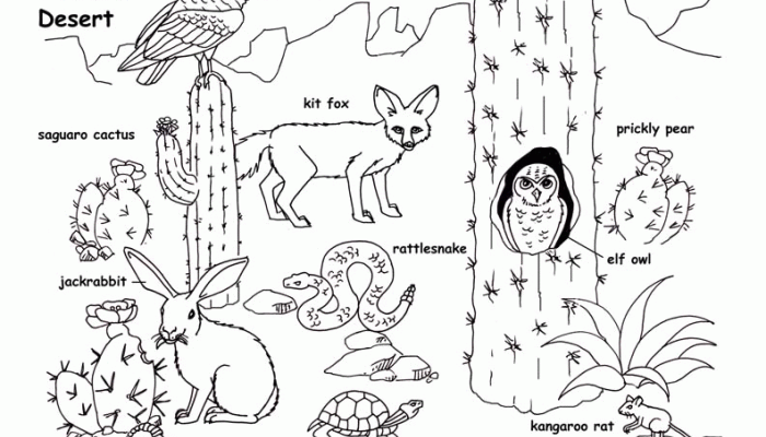 Desert Animals Coloring Pages to Print Easy+