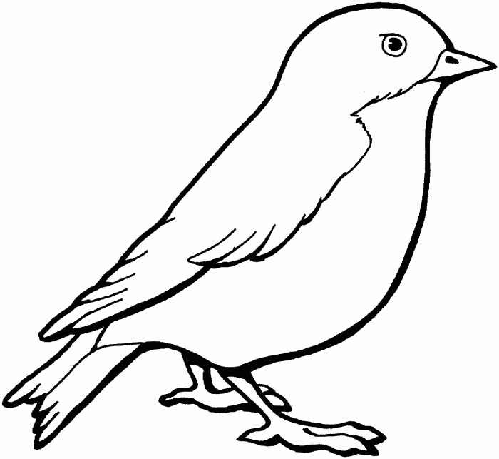 Bird coloring book pages